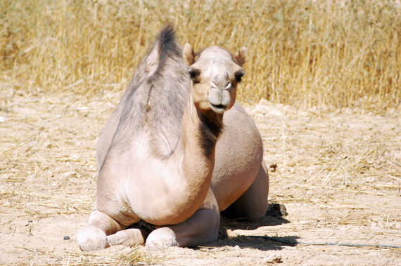 Bedouin Camels in the Southern Israel Desert